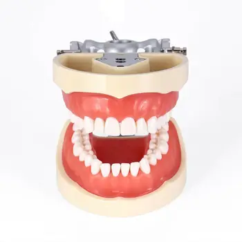 Kilgore NISSIN 200 Tip Dentare Typodont Model Detașabil Prepararea Dintilor 32Pcs